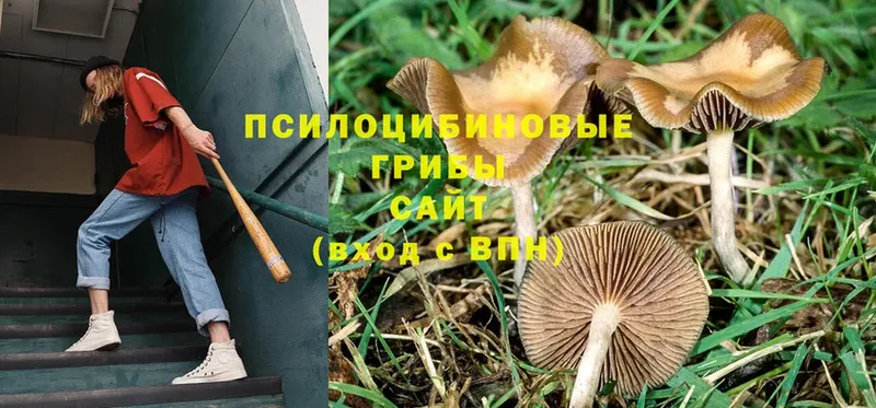 Псилоцибиновые грибы GOLDEN TEACHER  где купить наркоту  Карасук 